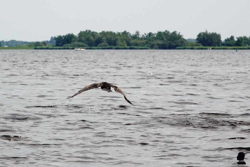 de aalscholver is los en slaat zijn vleugels uit