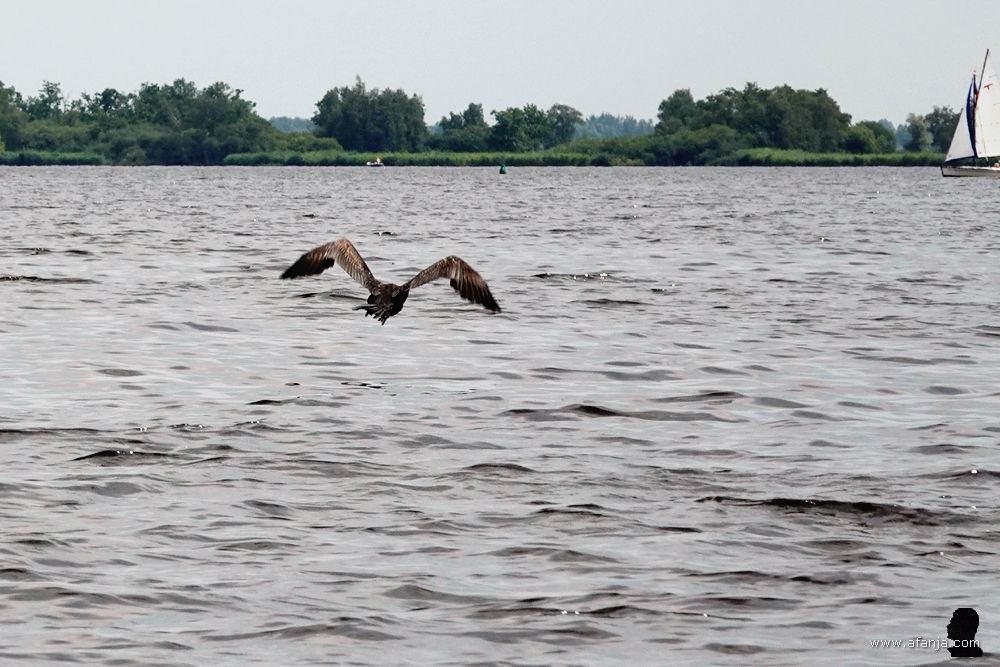 de aalscholver maakt een bocht naar rechts en verdwijnt dan uit beeld