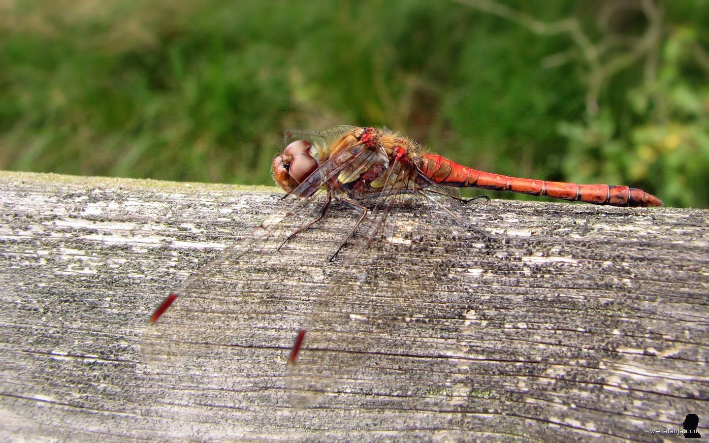 bruinrode heidelibel op de rugleuning van een bankje