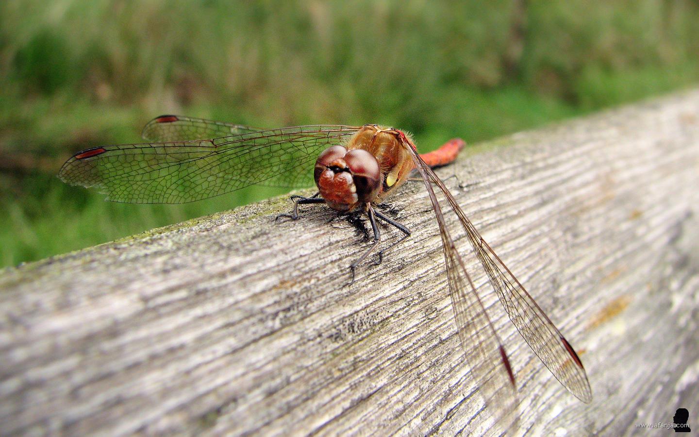 bruinrode heidelibel op de rugleuning van een bankje