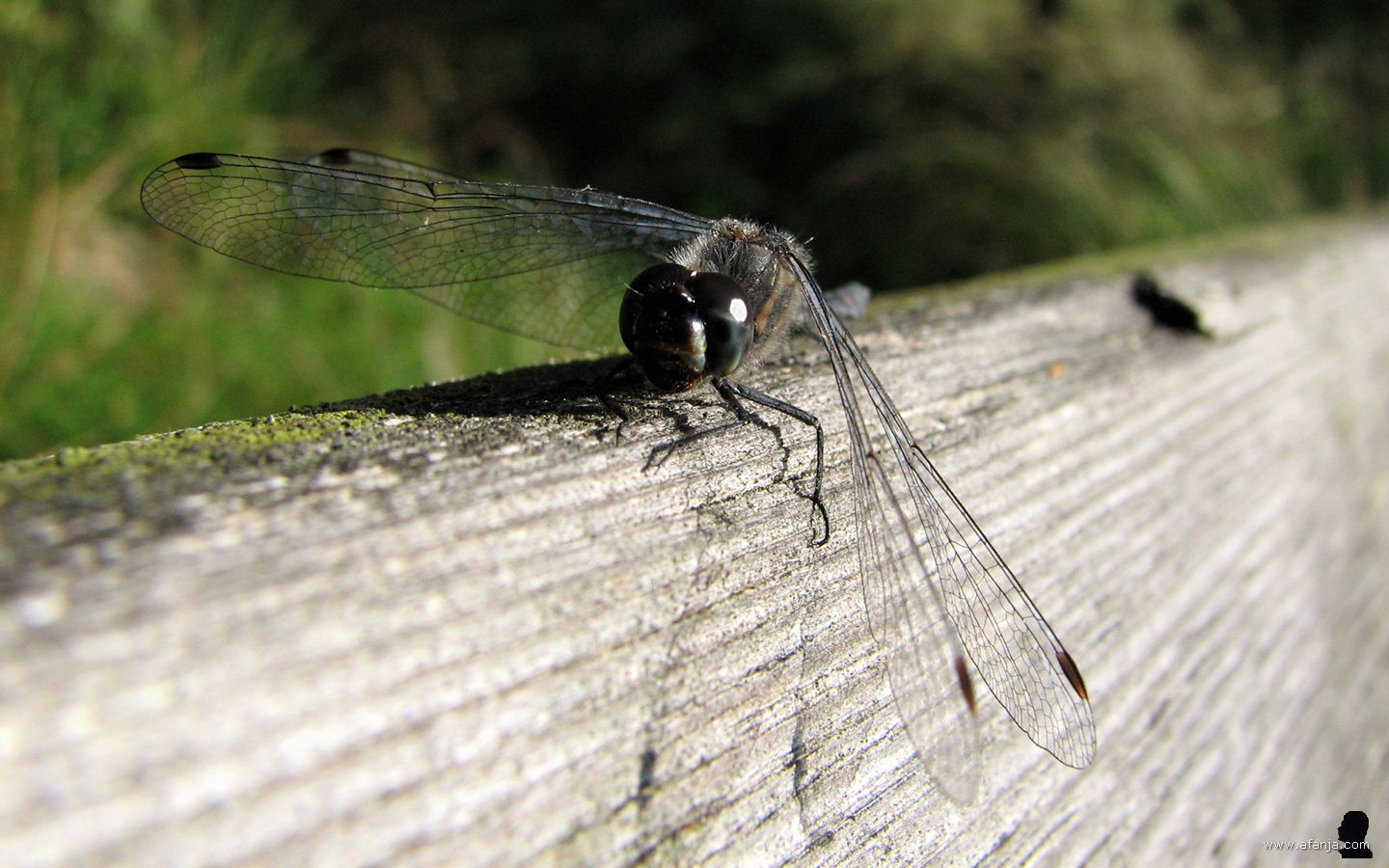 een libel op de rugleuning van een bankje