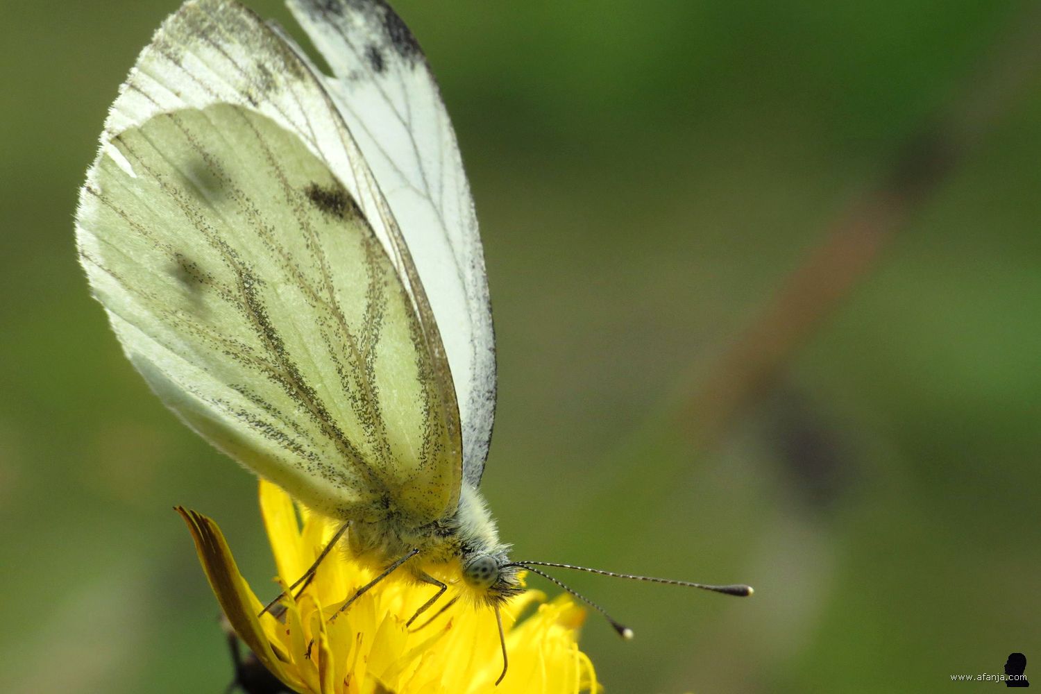geaderd witje op een gele bloem