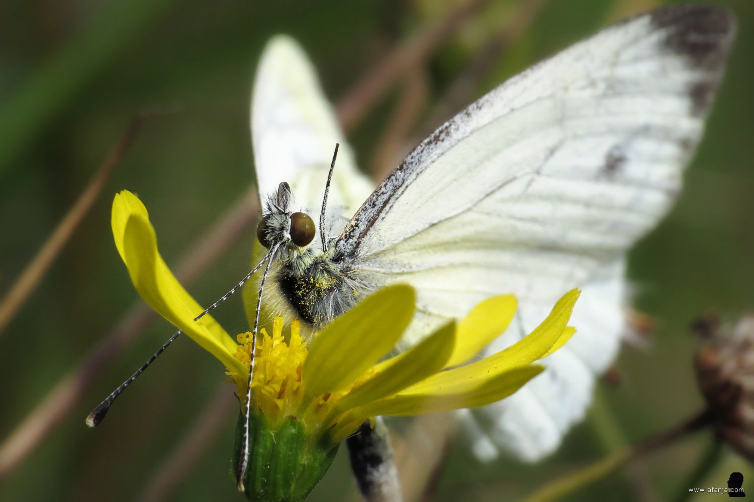 een geaderd witje hangt ondersteboven boven een gele bloem