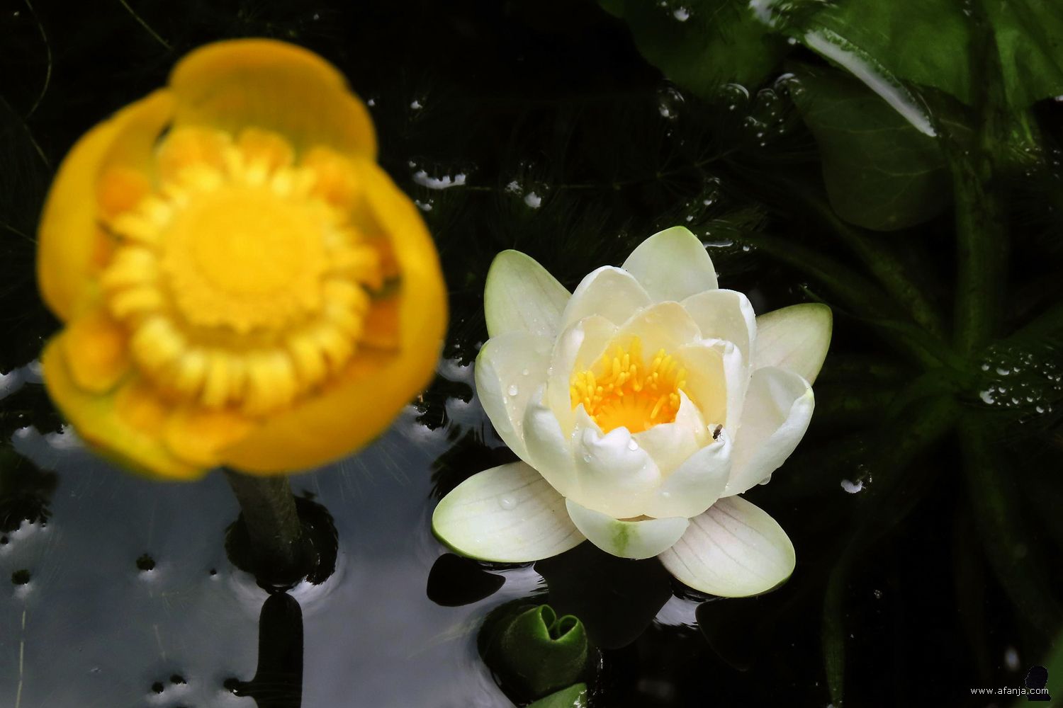 een gele plomp en een waterlelie in de vijver