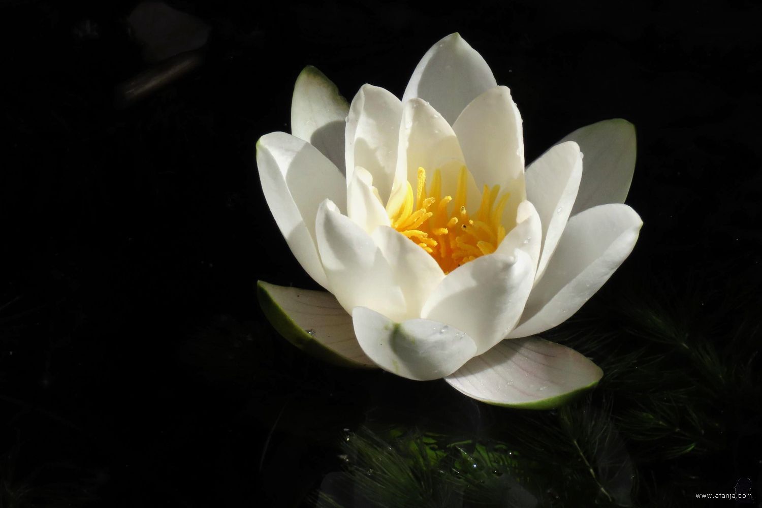 een waterlelie in het zonlicht in de vijver