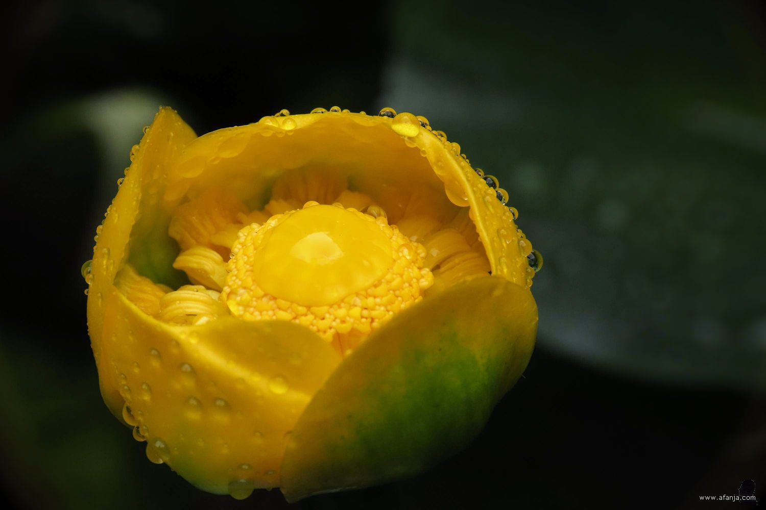 een gele plomp met druppels