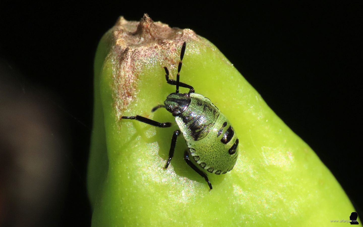 macro van een kleine groene schildwants op een vers zaaddoosje van de blauwe iris