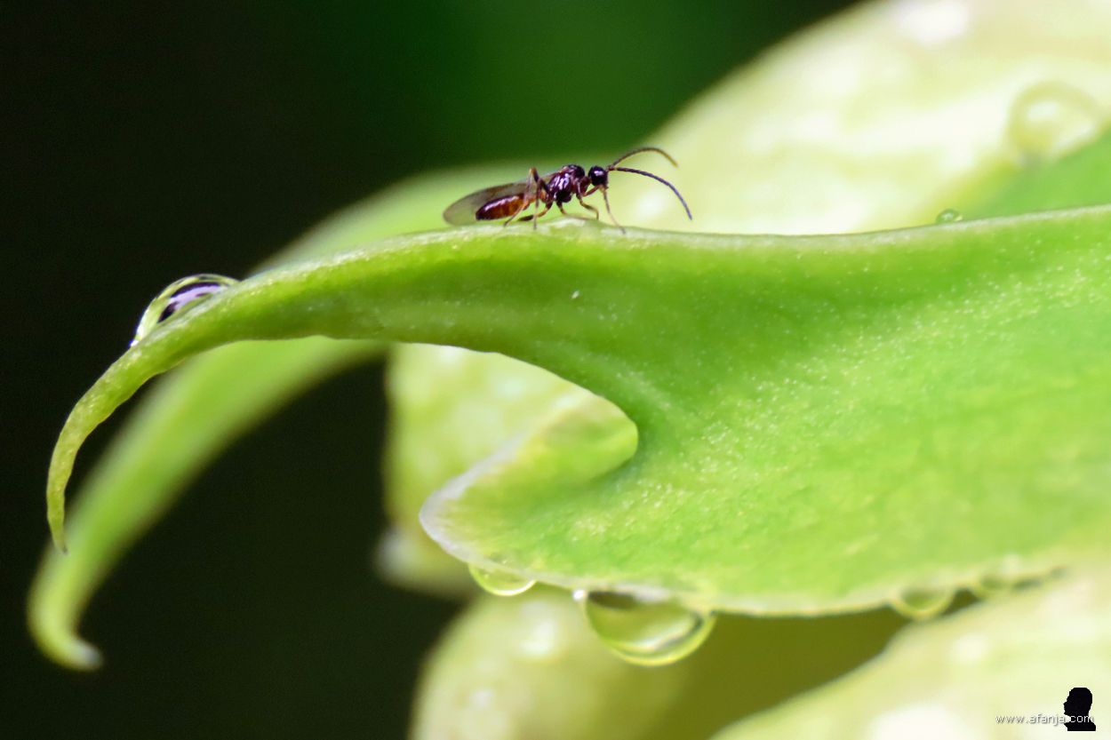 onbekend - schildwesp?