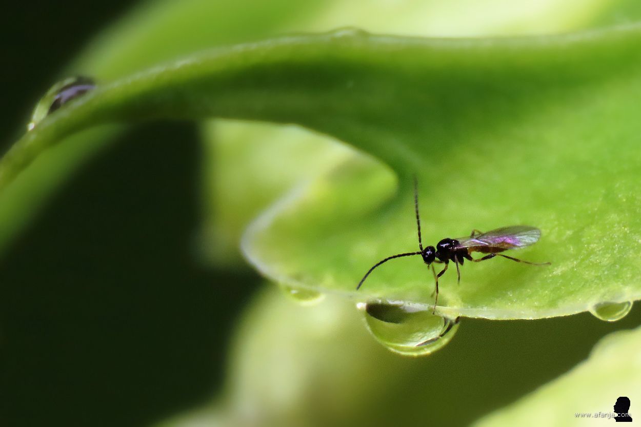 onbekend - schildwesp?