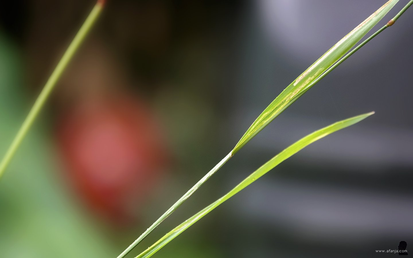 lang gras tegen een wazige achtergrond