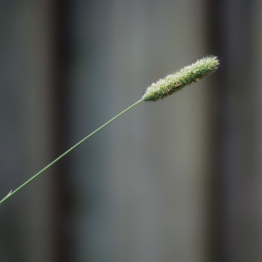 bloeiend gras tegen een wazige achtergrond