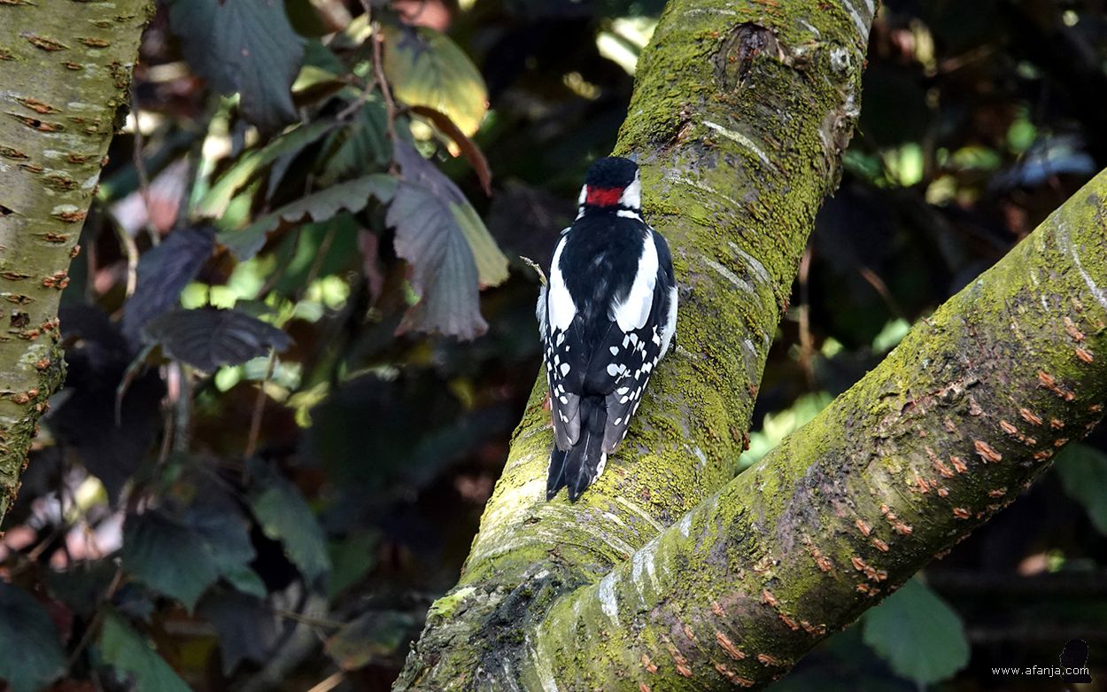 de specht in de boom van buurvrouw West klom omhoog