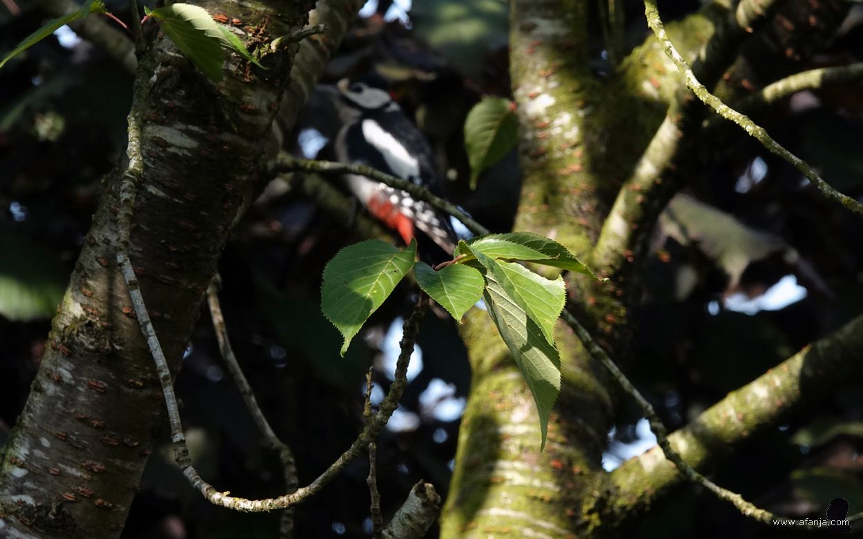 de specht verdween in de kroon van de boom