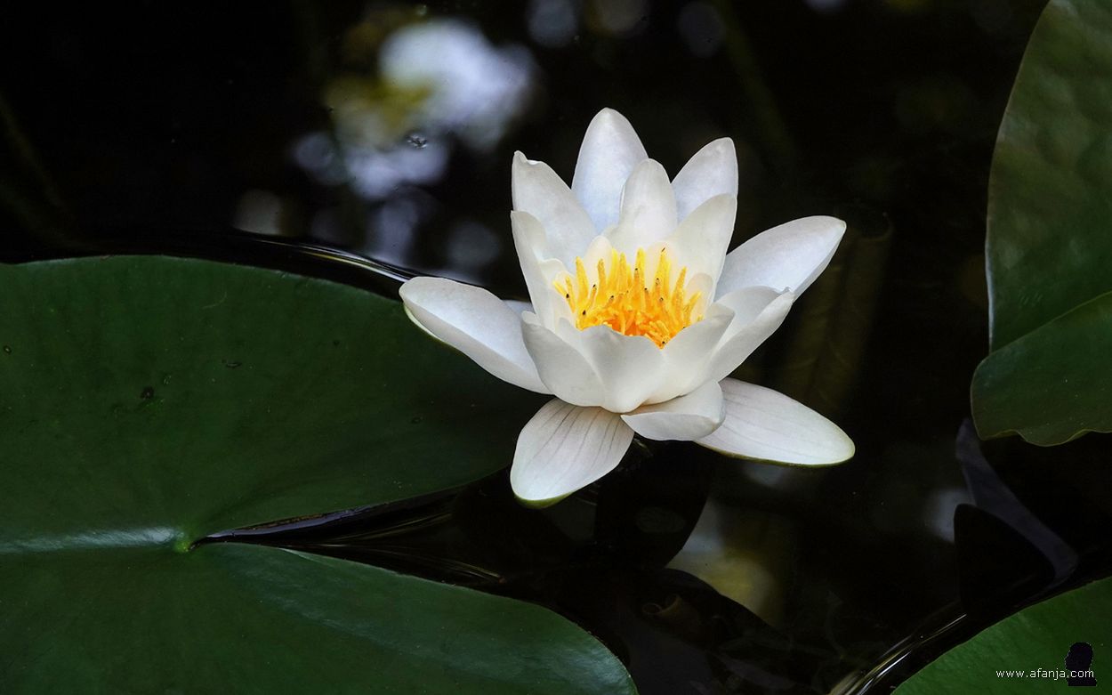 de waterlelie in onze vijver bloeit