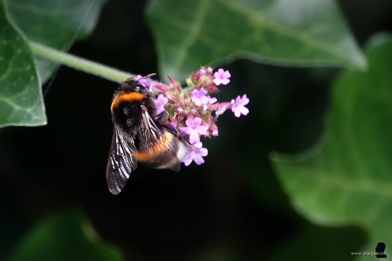 aardhommel op bloeiende ijzerhard