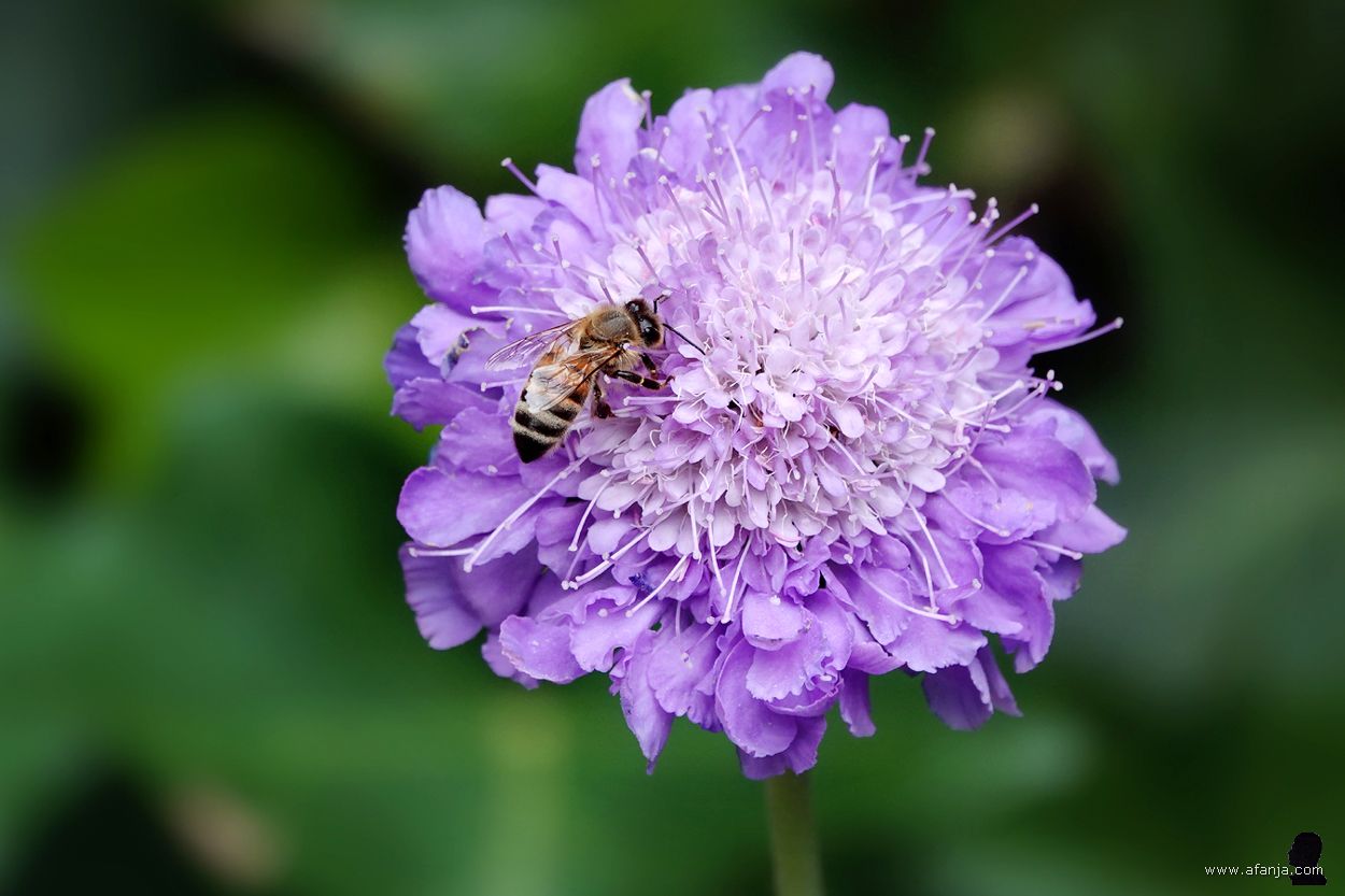honingbij op een lilakleurige bloem
