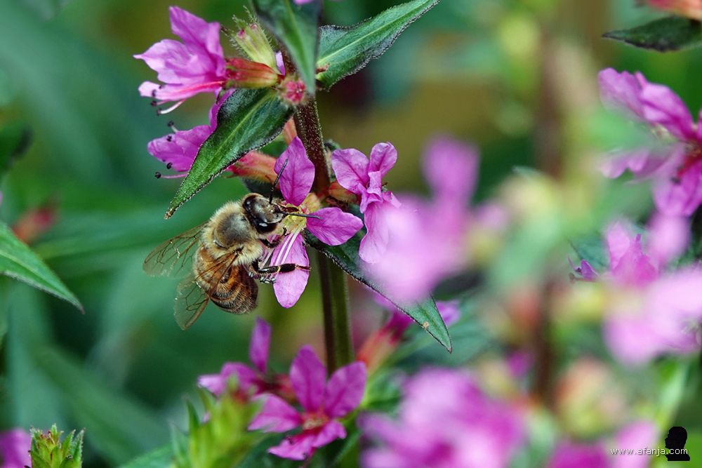 een bij op de kattenstaart