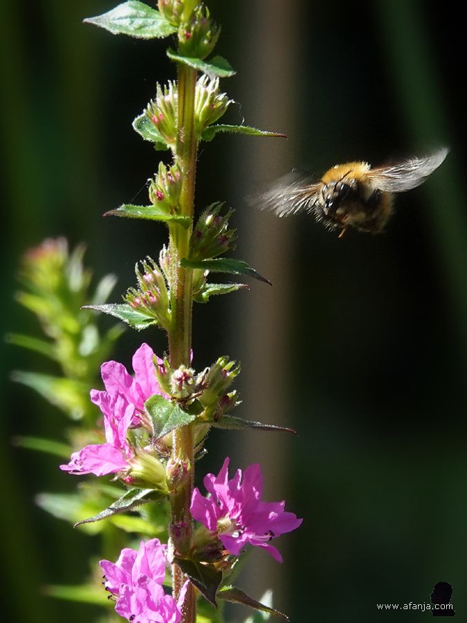 een bij bij de kattenstaart