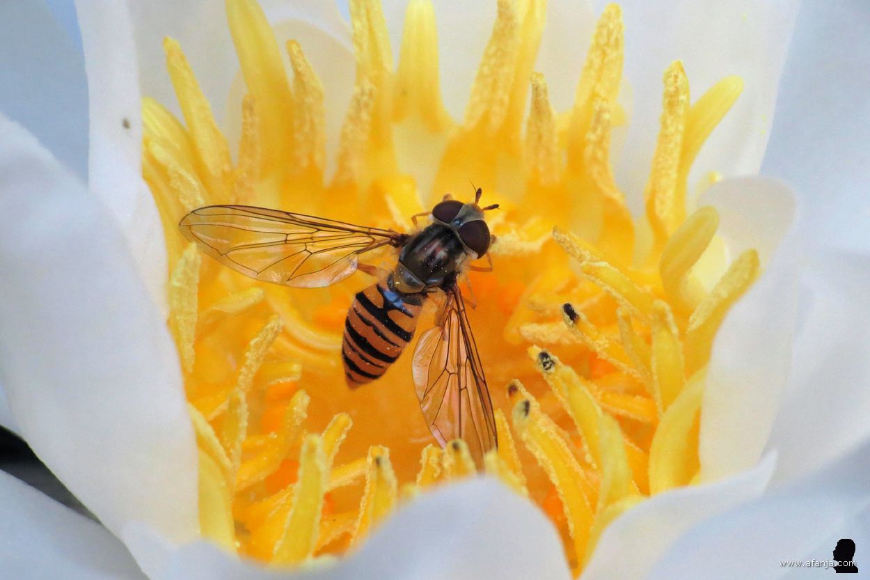 snorzweefvlieg op een waterlelie