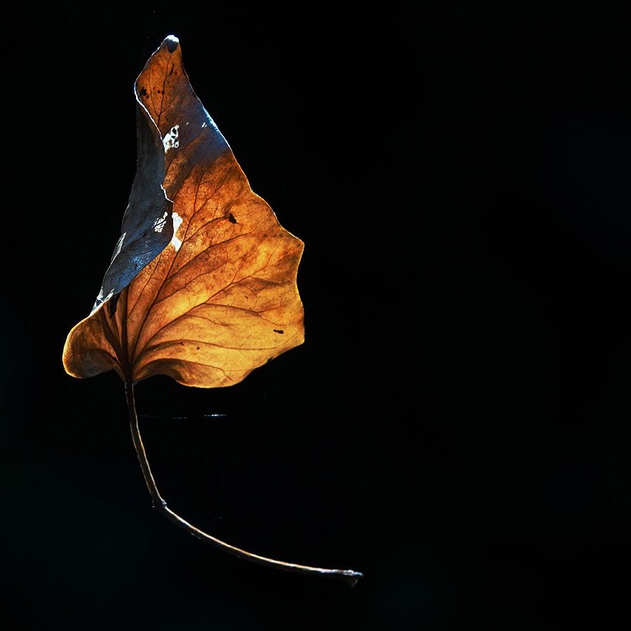 er hing een blaadje aan een draadje, zachtjes draaide het in 't rond