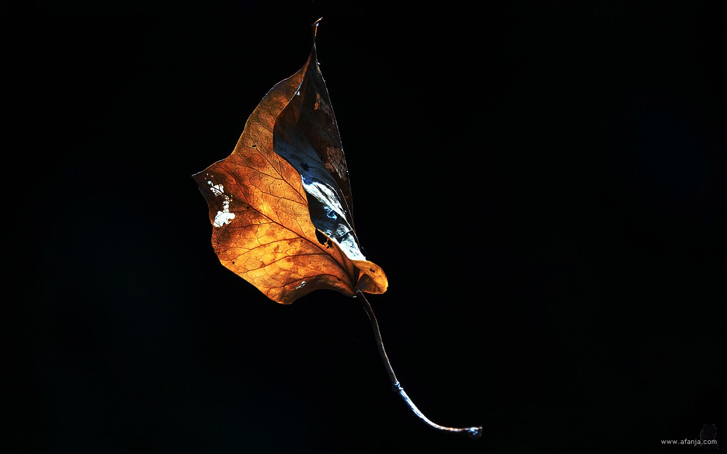 er hing een blaadje aan een draadje