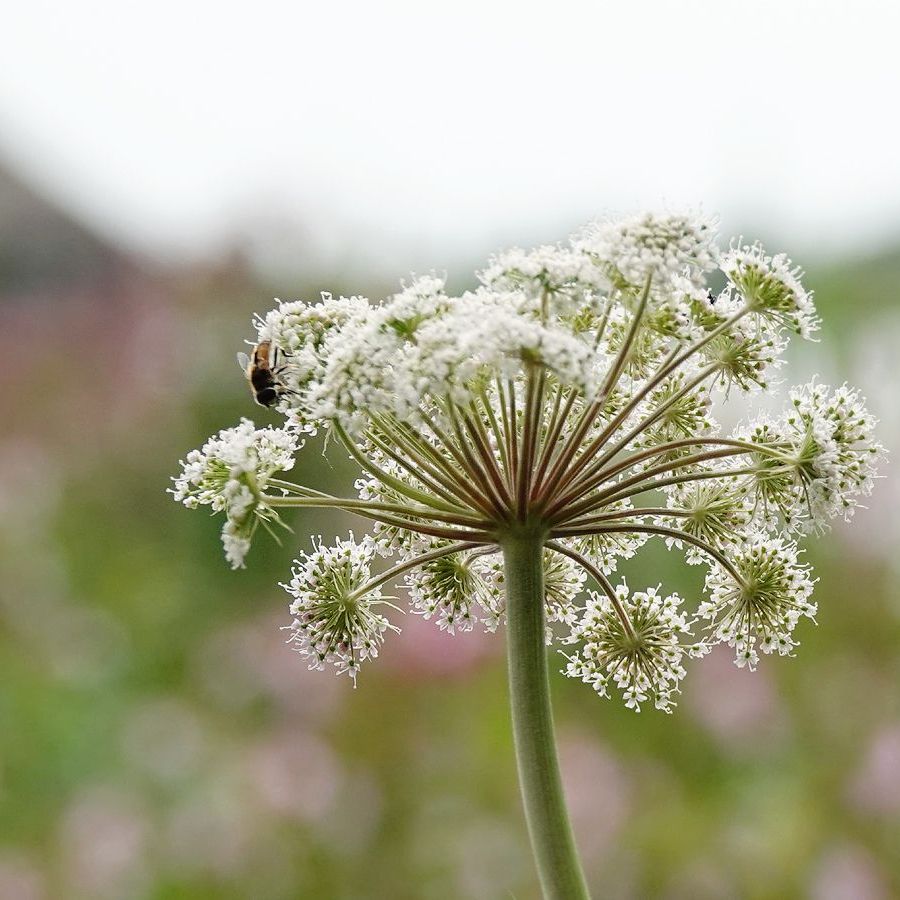 een zweefvieg op gewone engelwortel met op de achtergrond vaag zichtbaar reuzenbalsemien