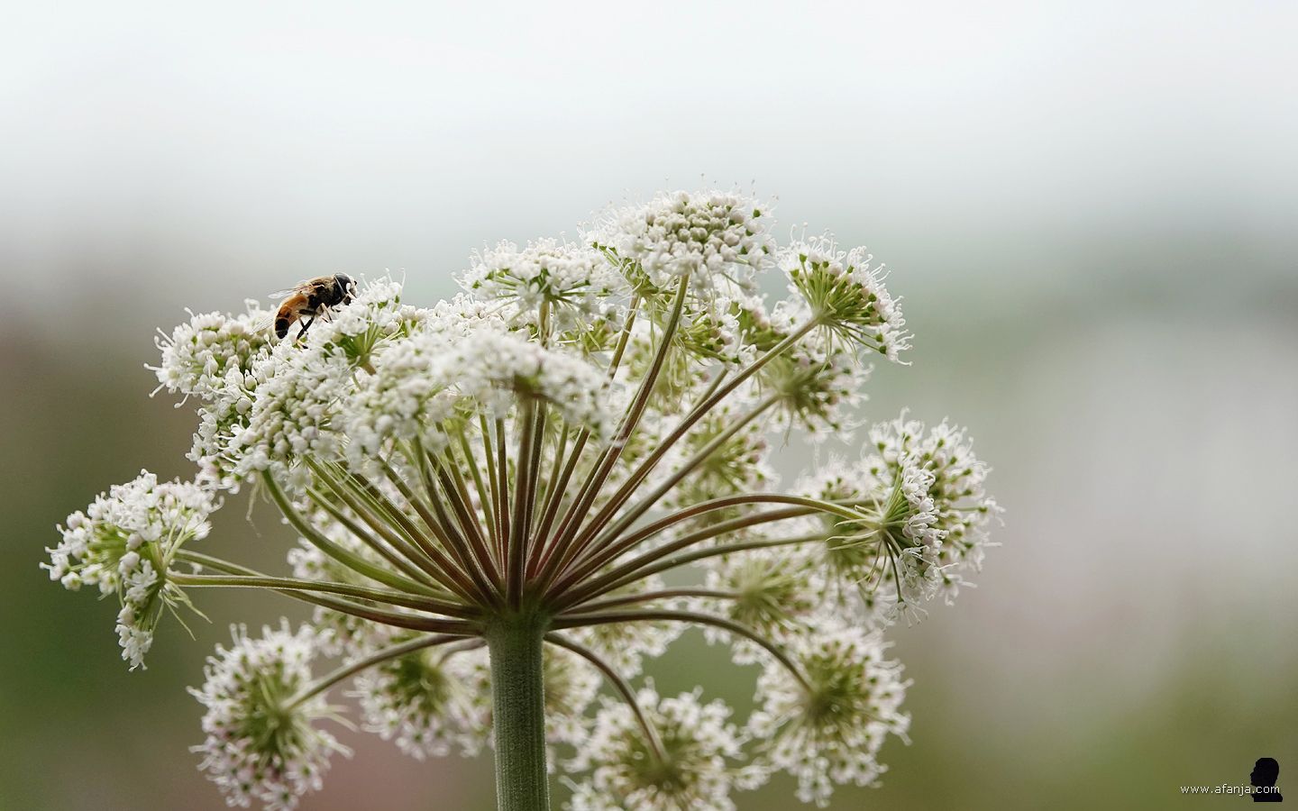 een zweefvieg op gewone engelwortel