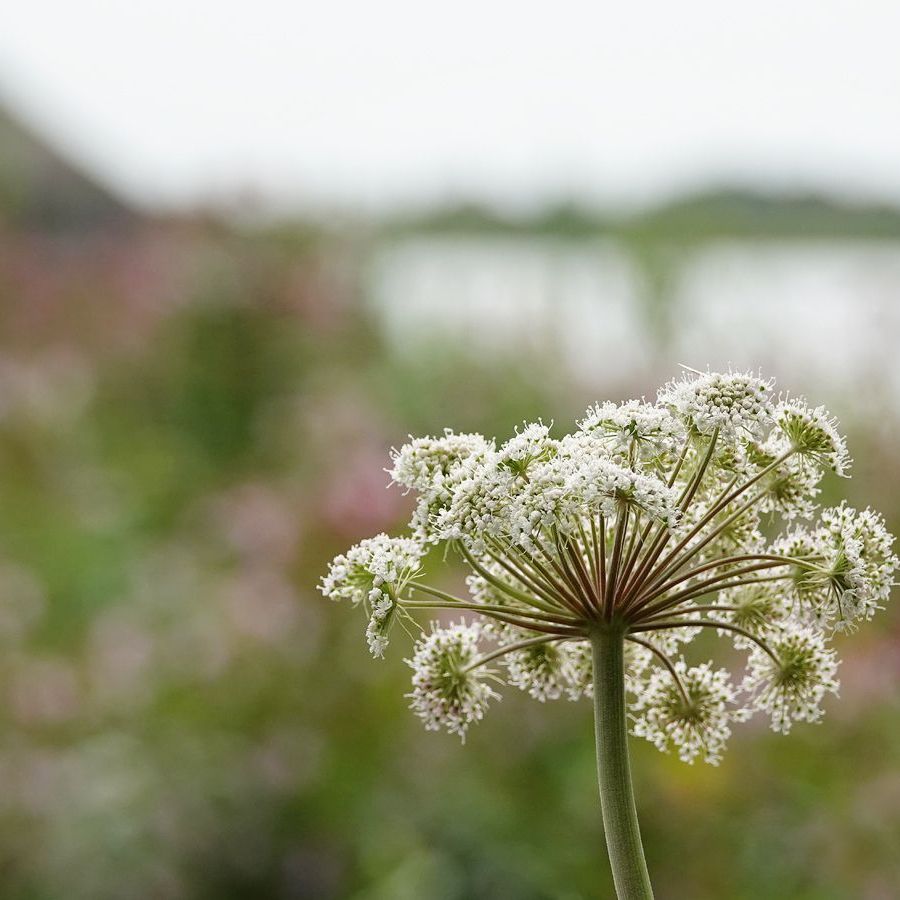 gewone engelwortel met op de achtergrond vaag zichtbaar reuzenbalsemien