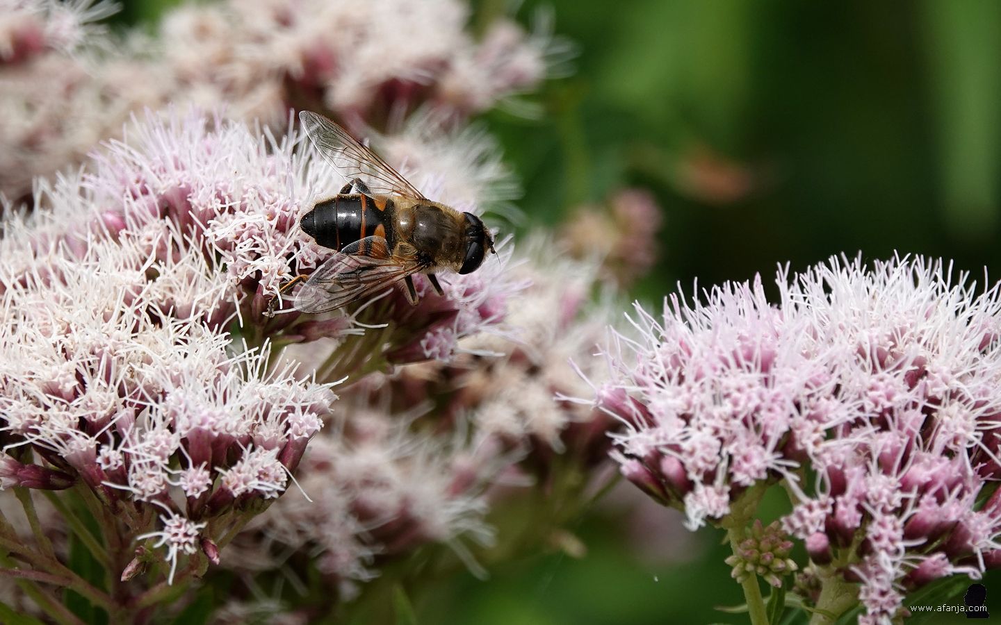 een blinde bij op het koninginnekruid