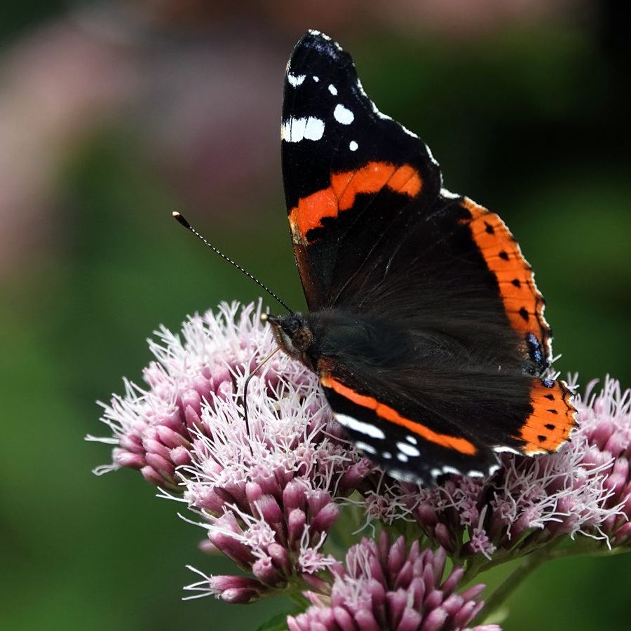 een mooie jonge atalanta op koninginnekruid