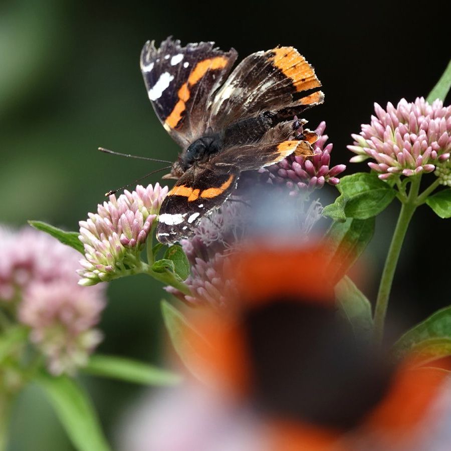 achter de jonge atalanta zit een ouder en versleten exemplaar