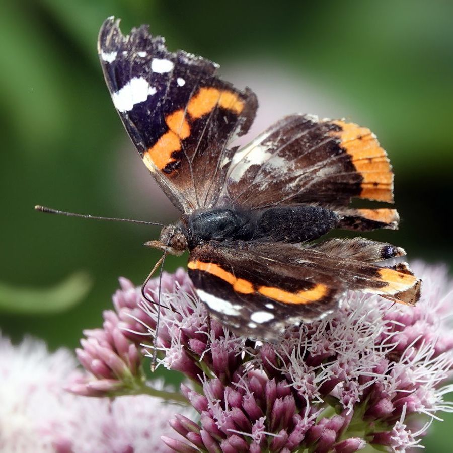 een oudere versleten atalanta op koninginnekruid
