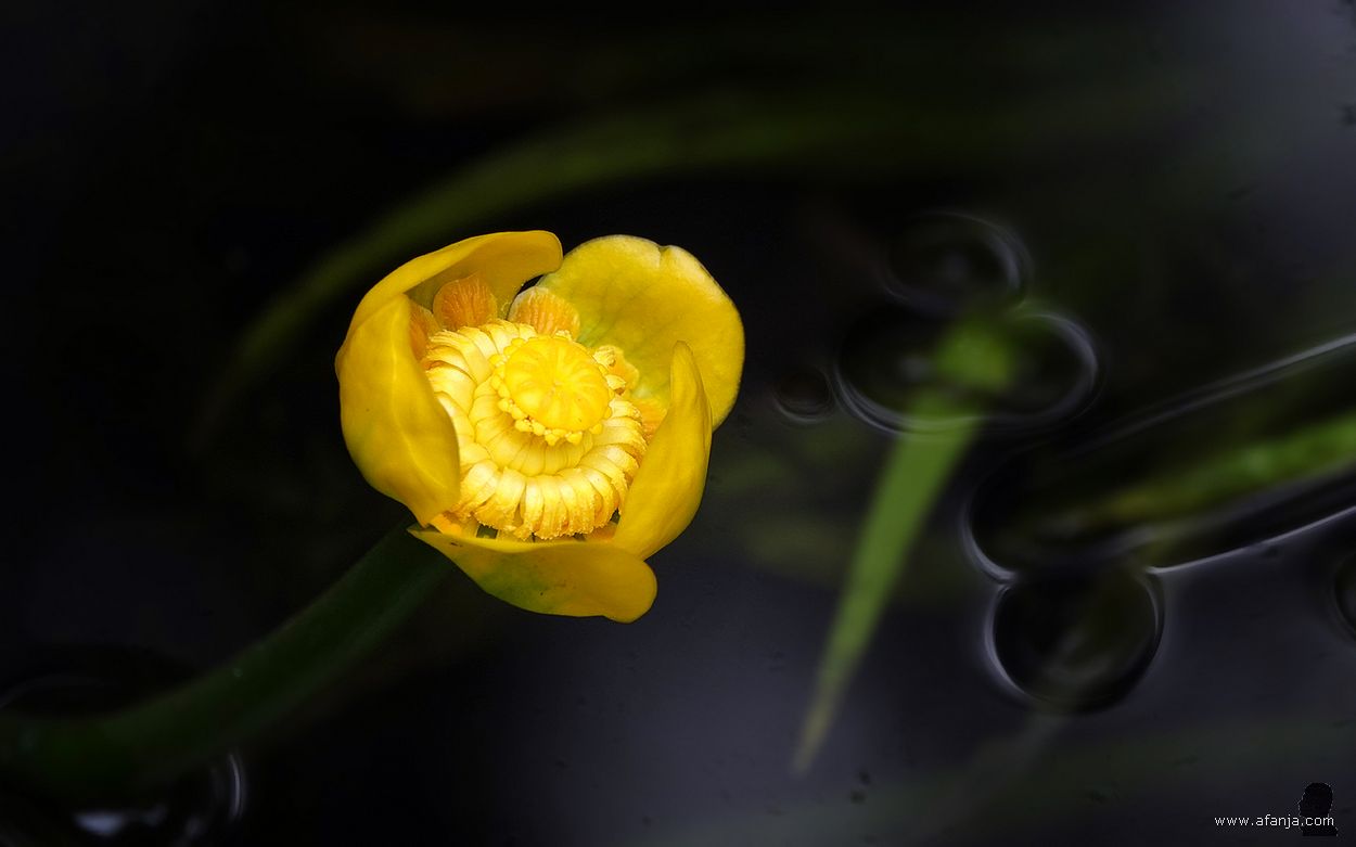 de gele plomp in onze vijver bloeit voor de tweede keer dit jaar