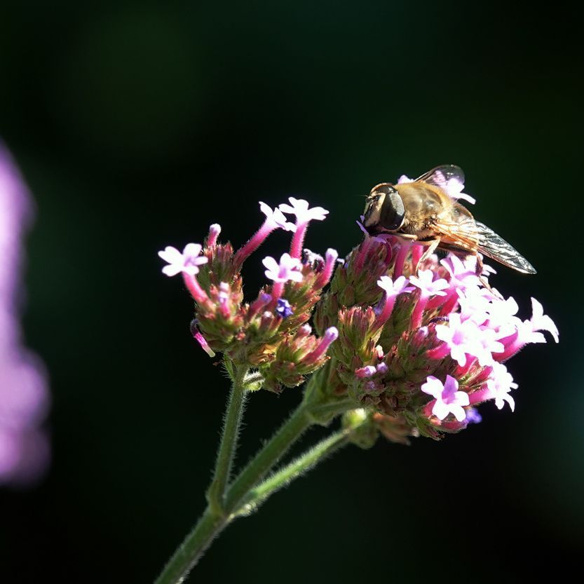 een blinde bij op bloemen van de ijzerhard (Verbena)