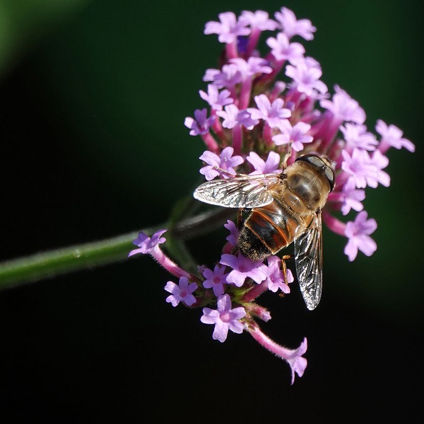 een blinde bij op bloemen van de ijzerhard (Verbena)