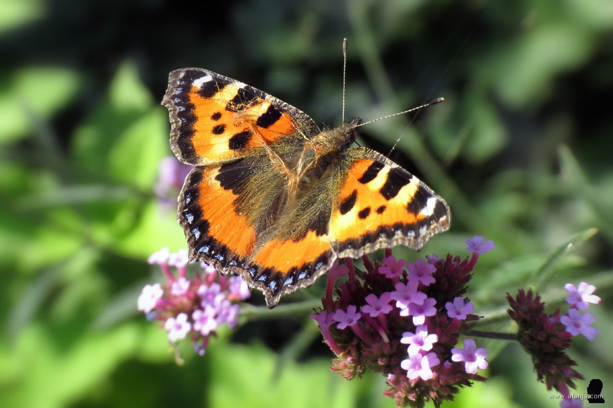 kleine vos op bloeiende ijzerhard