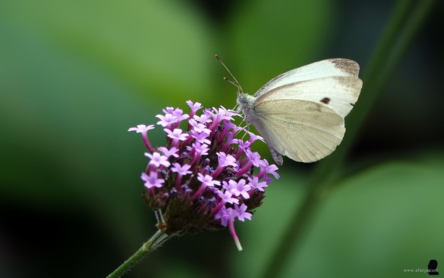 een klein koolwitje op bloemen van de ijzerhard (Verbena)