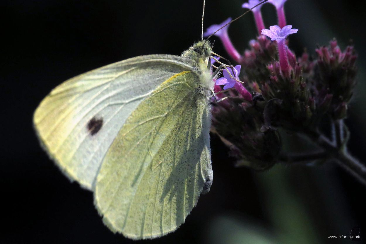 koolwitje hangend aan bloeiende ijzerhard