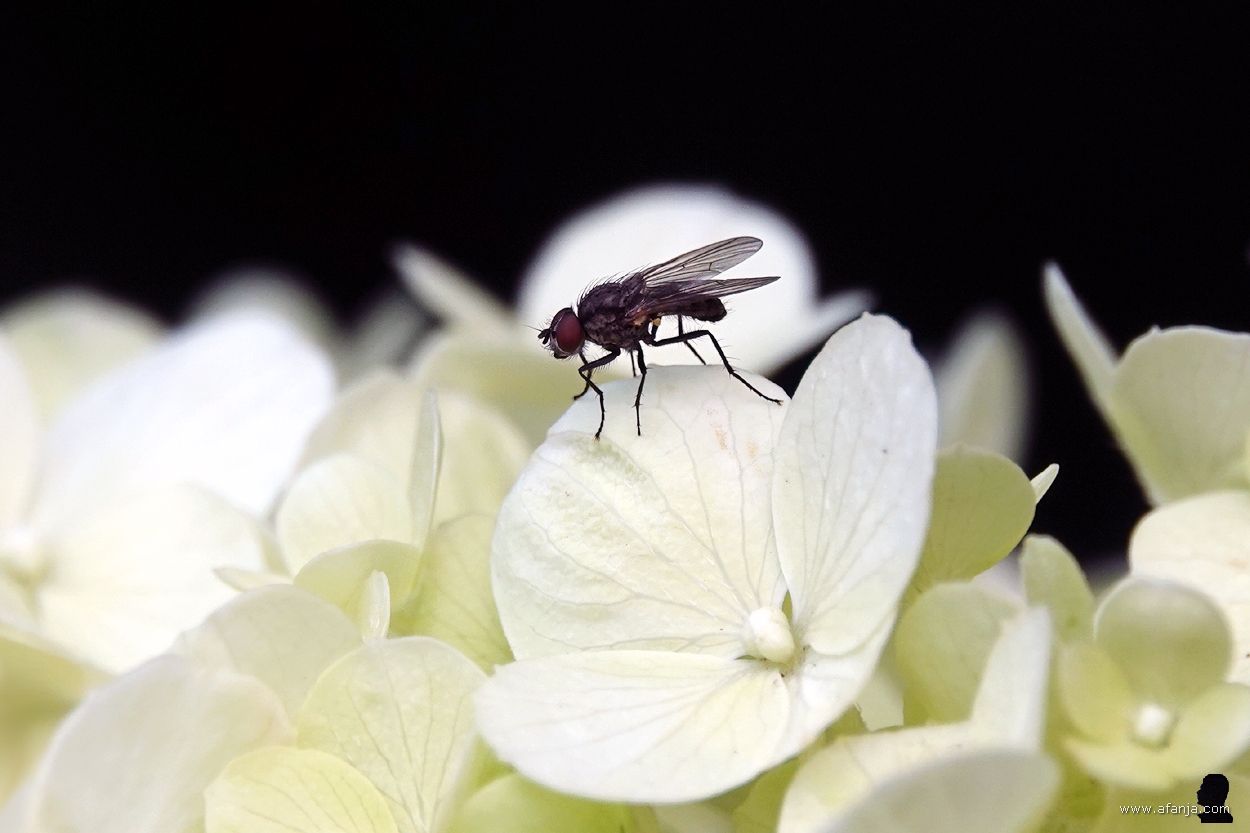 onbekende vlieg op een witte hortensia