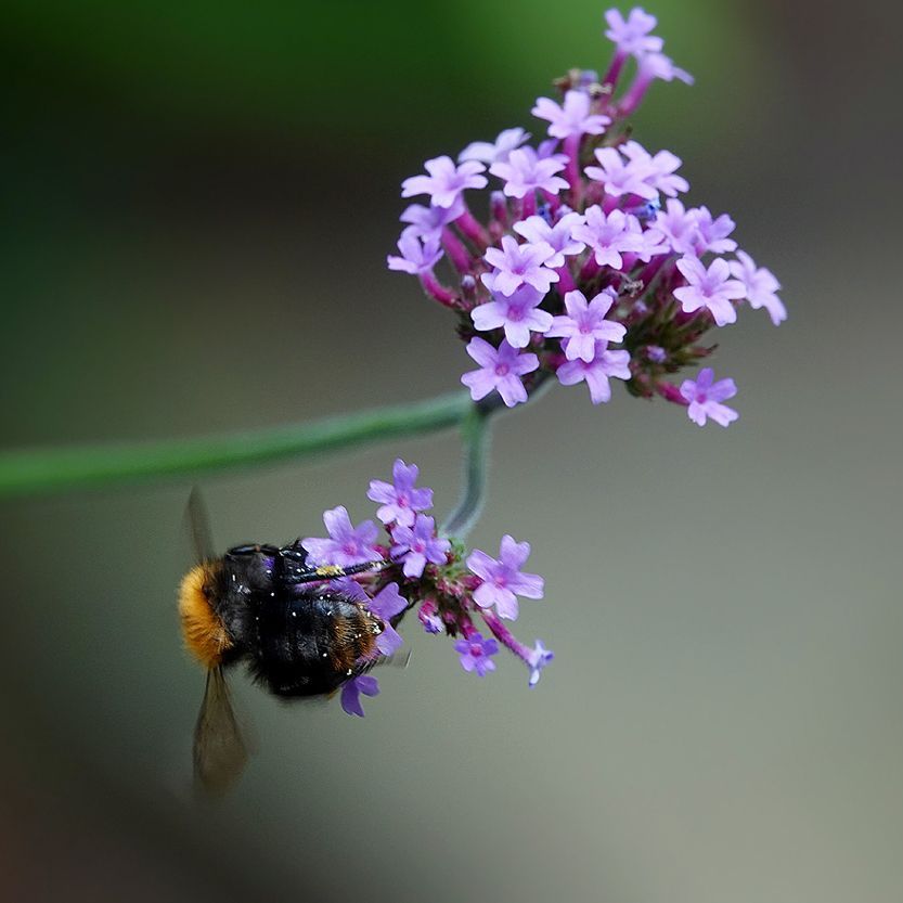een akkerhommel op bloemen van de ijzerhard (Verbena)