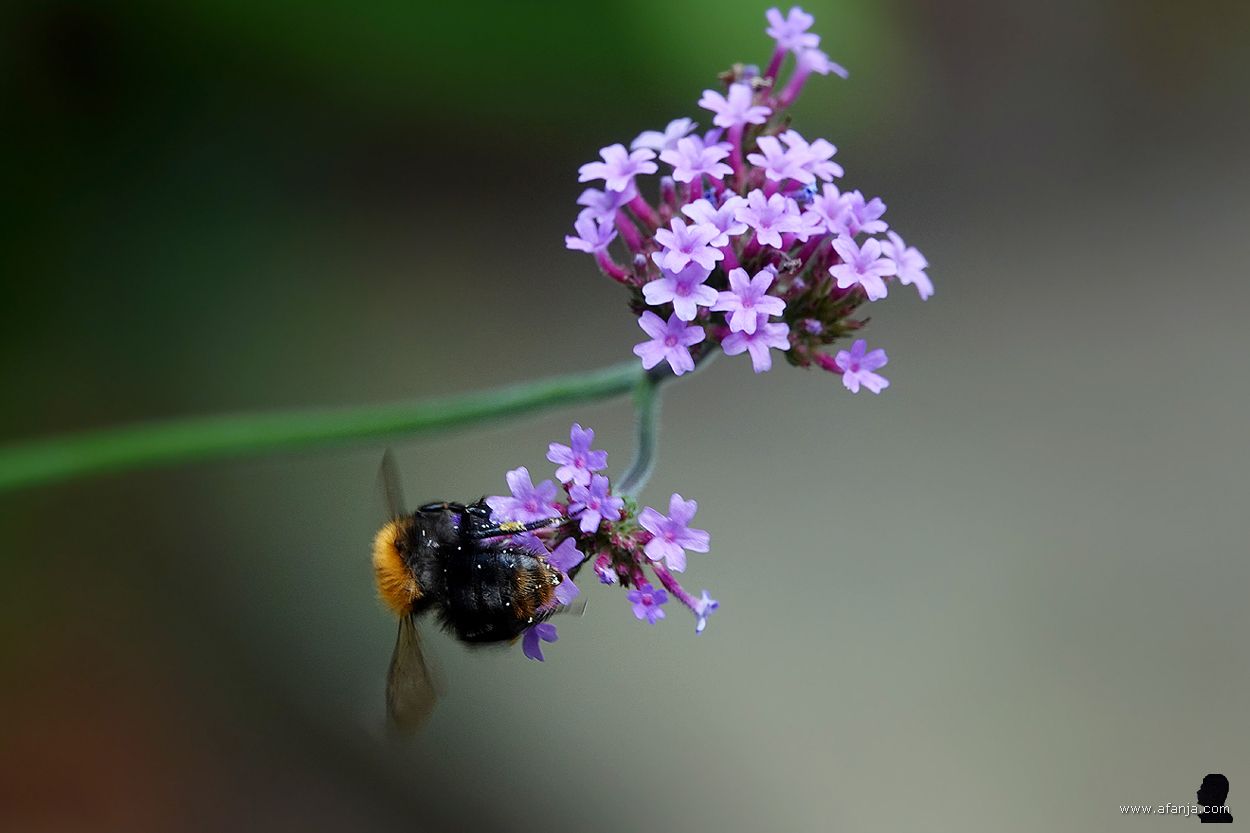akkerhommel hangend aan bloeiende ijzerhard