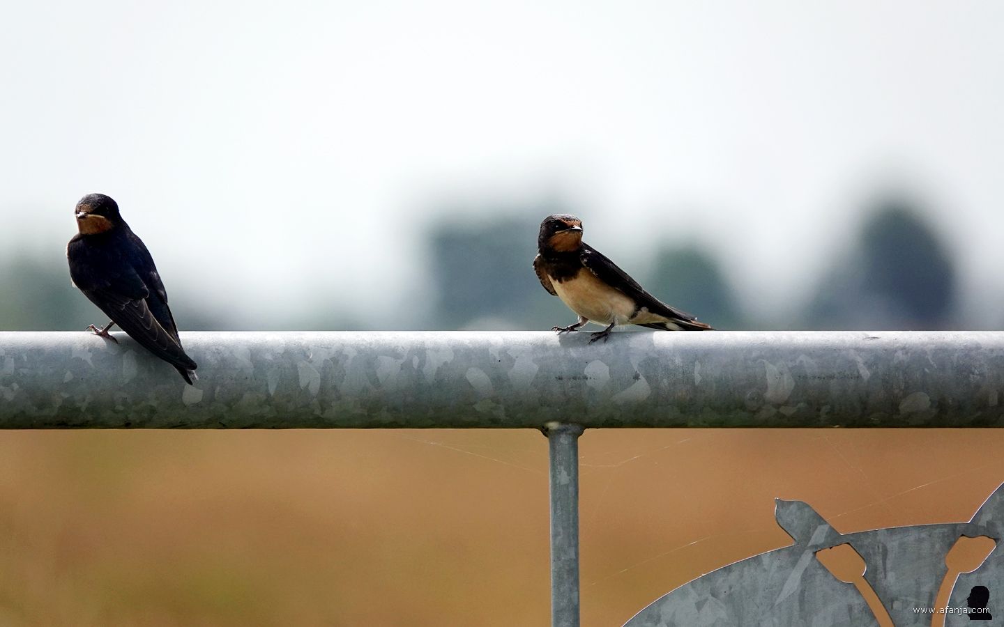 twee boerenzwaluwen zitten op een stalen hek