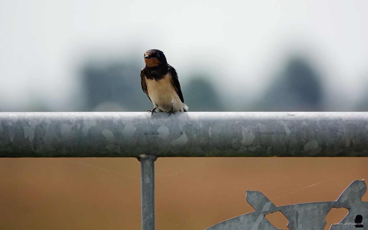 de boerenzwaluw draaide zich even naar me toe voor de foto