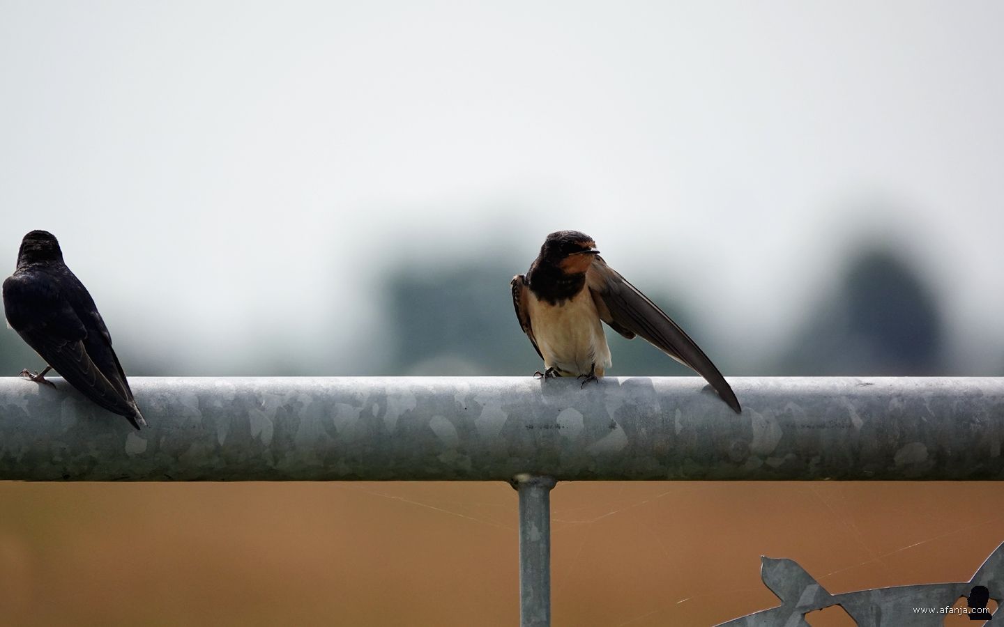 terwijl de boerenzwaluw zat te poetsen, kwam er een tweede zwaluw bij