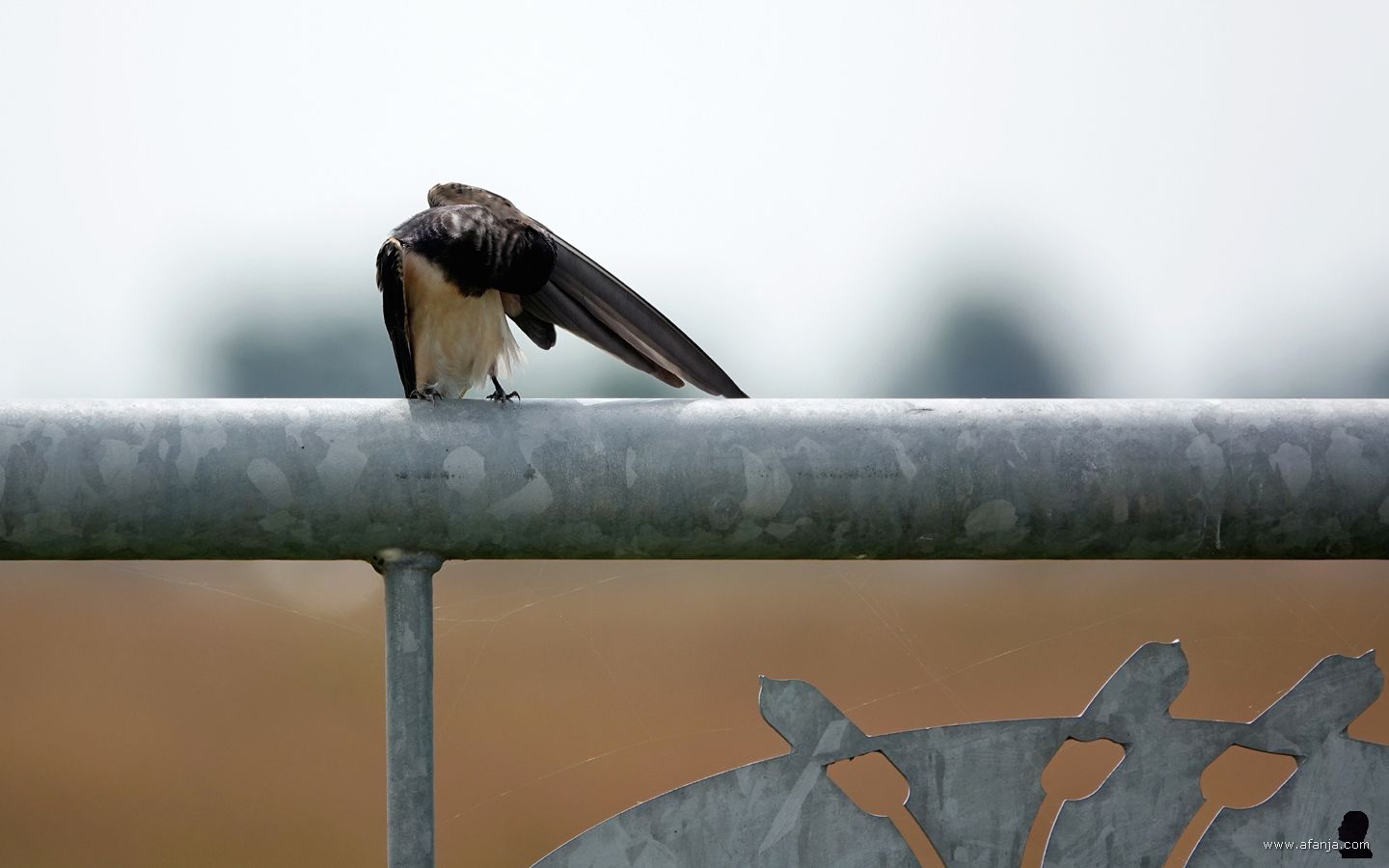 de boerenzwaluw poetst zijn veren