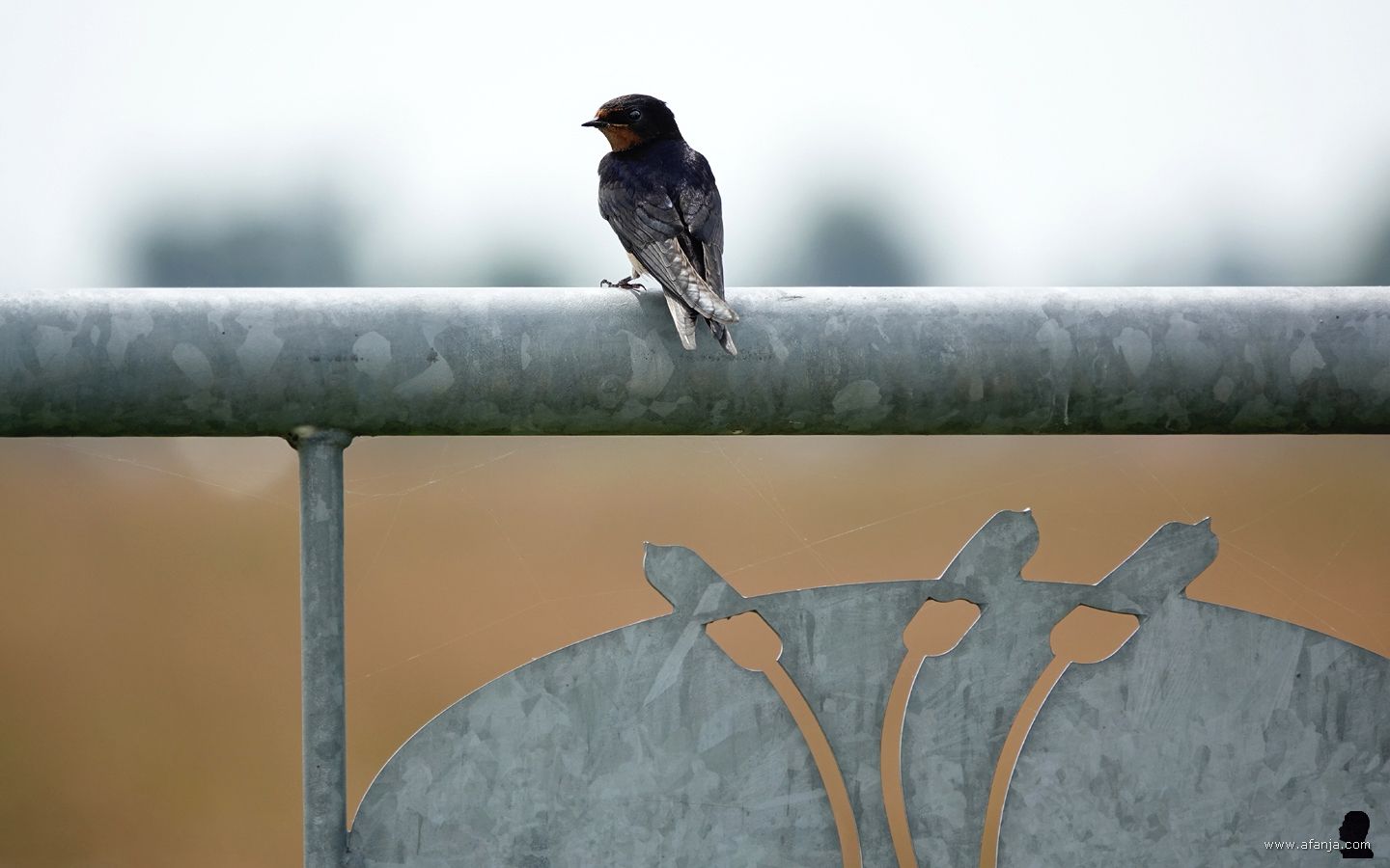 een boerenzwaluw zit op een stalen hek van It Fryske Gea