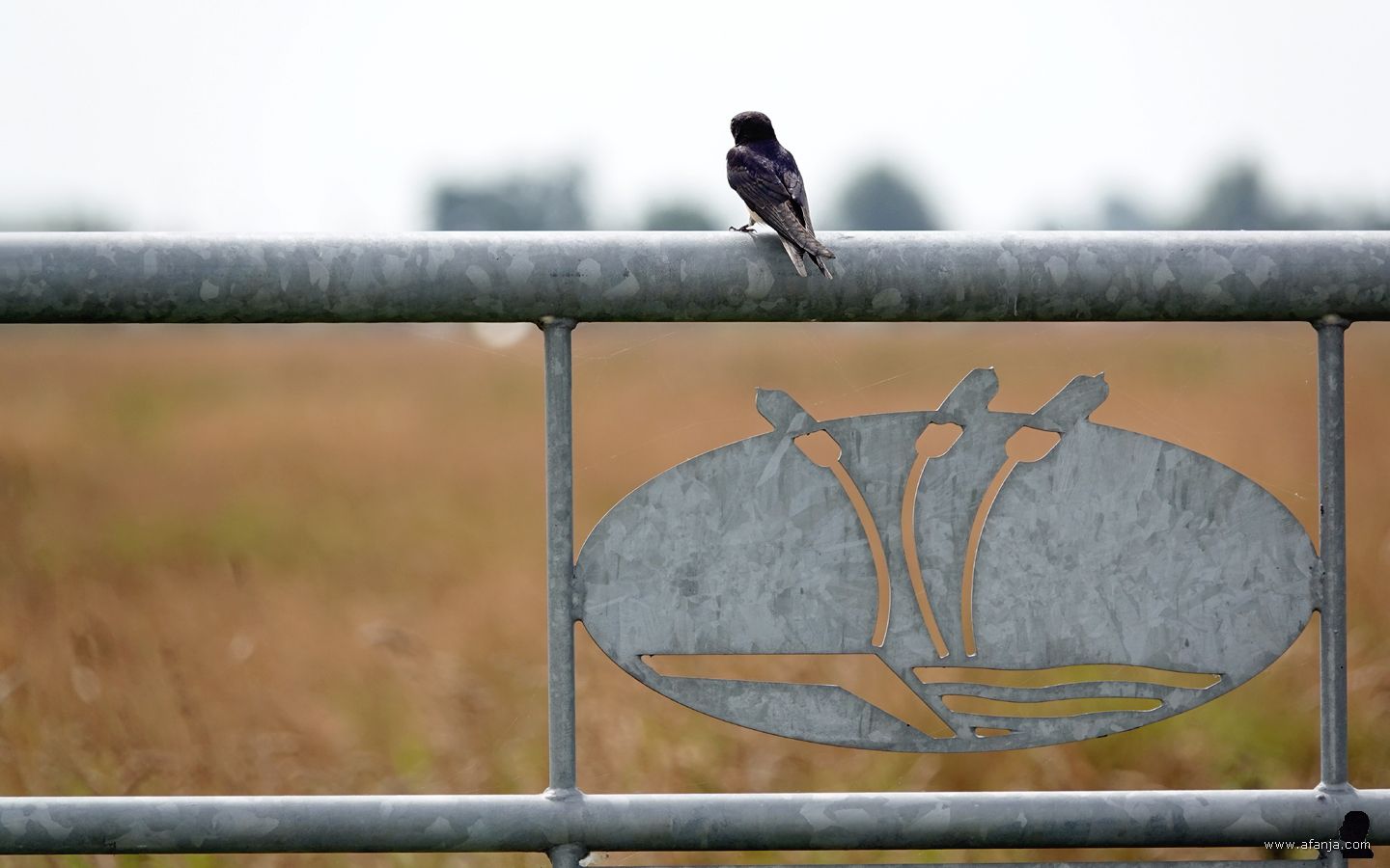 een boerenzwaluw zit op een stalen hek met het logo van It Fryske Gea