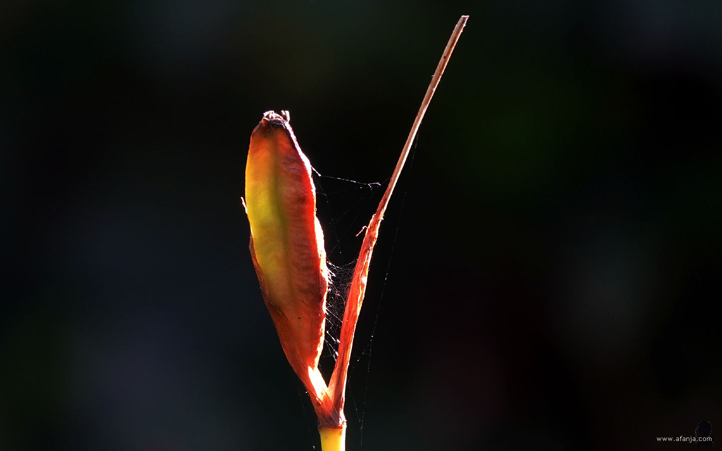 een zaaddoosje van de blauwe iris
