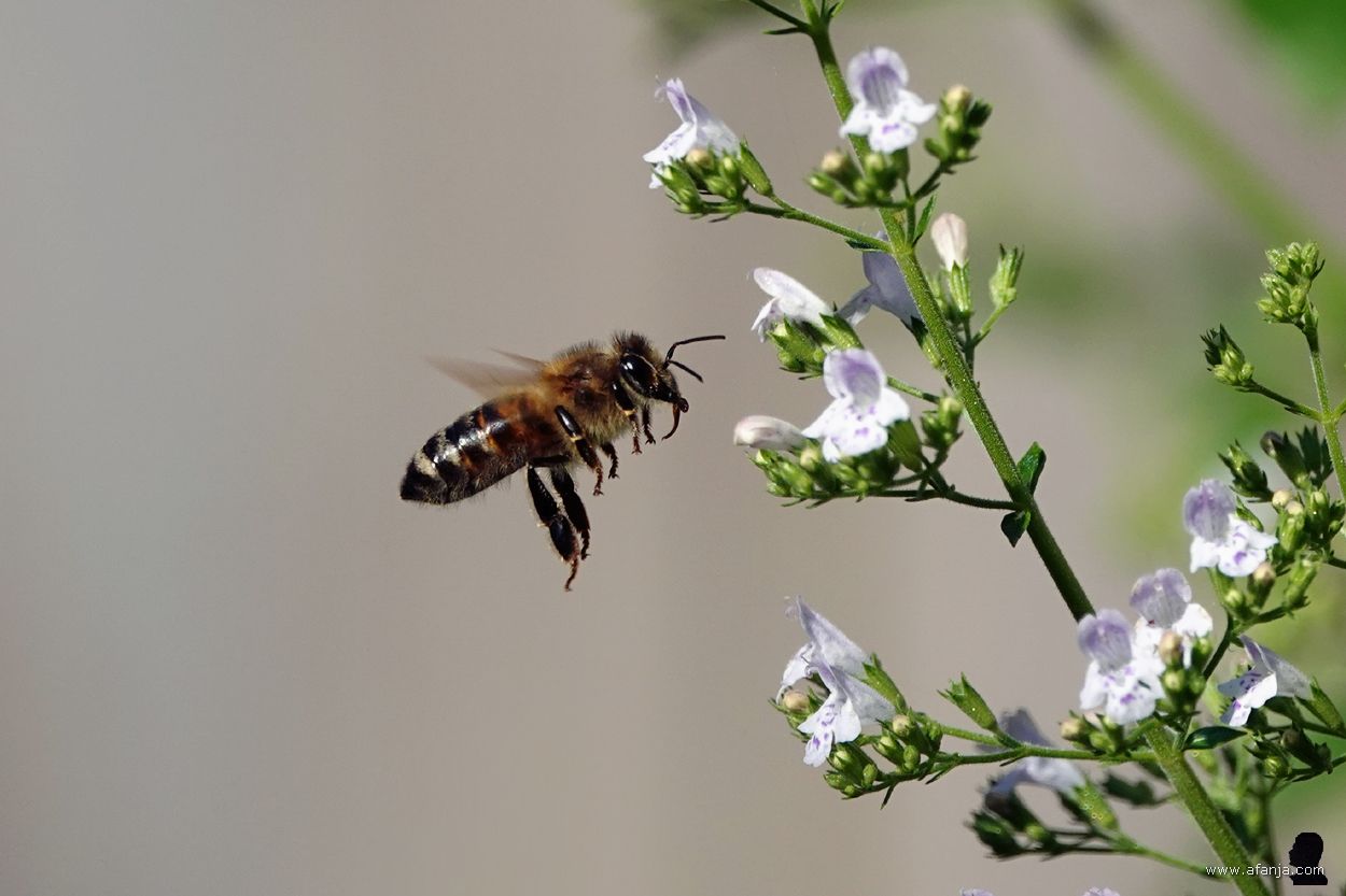 honingbij hangt in de lucht bij kleine bergsteentijm