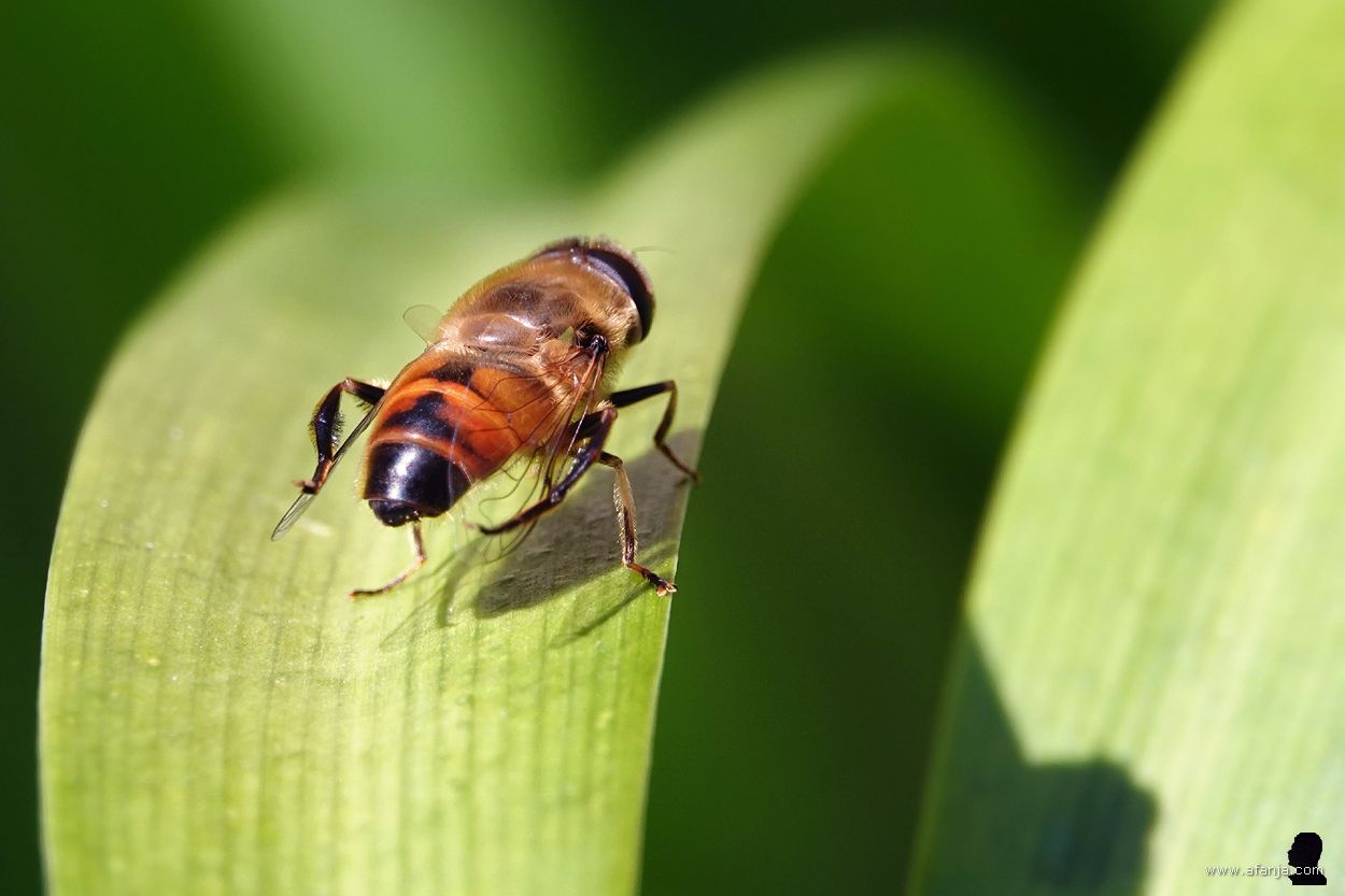 zweefvlieg poetst zijn vleugels